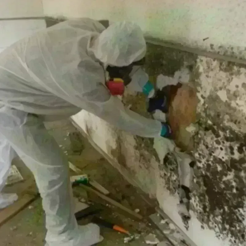 Mold Remediation and Removal in Hales Corners, WI